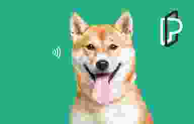 Shiba